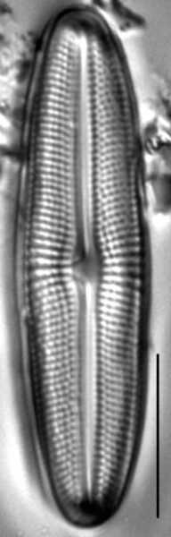 Muelleria gibbula LM4