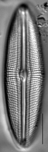 Muelleria spauldingiae LM2