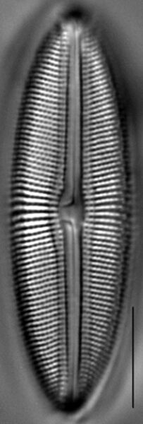 Muelleria spauldingiae LM5