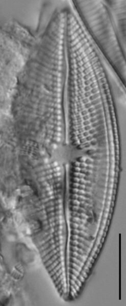 Aneumastus carolinianus LM4