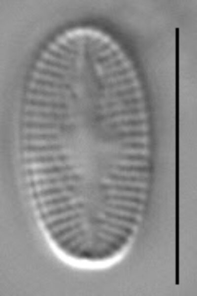 Psammothidium levanderi LM7