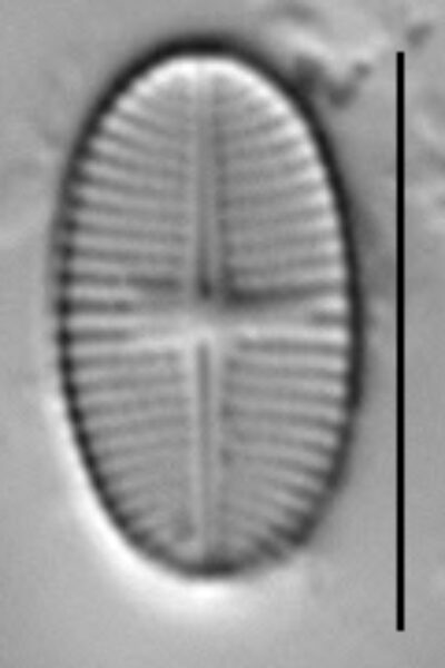 Psammothidium levanderi LM5