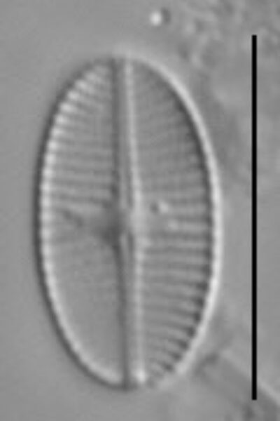 Psammothidium levanderi LM3