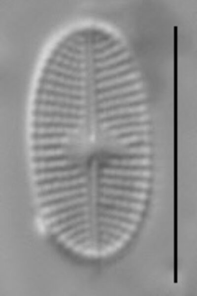 Psammothidium levanderi LM2