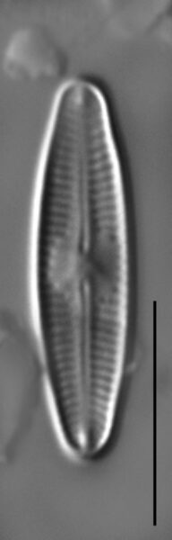 Nupela subrostrata LM6