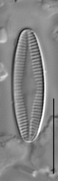 Nupela subrostrata LM4