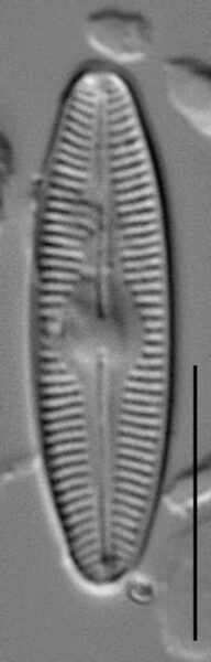 Nupela subrostrata LM2