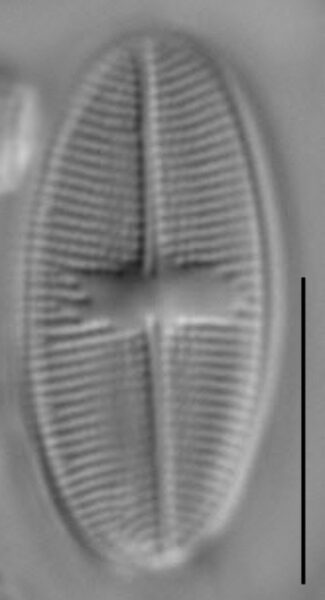 Psammothidium bioretii LM2