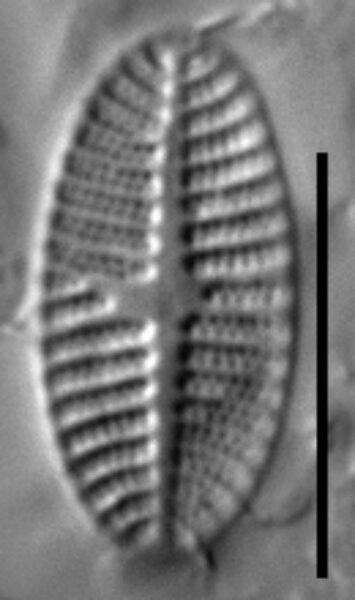 Platessa stewartii LM3