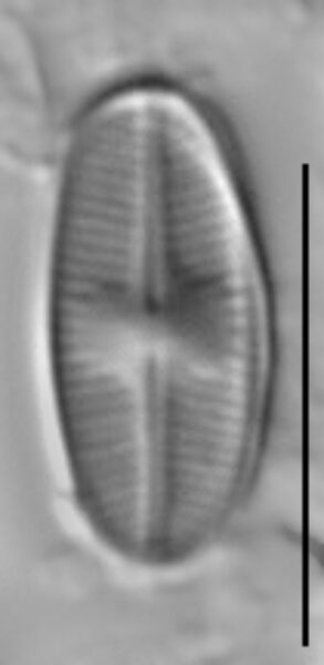 Psammothidium scoticum LM3