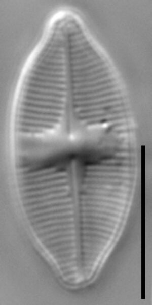 Psammothidium harveyi LM3