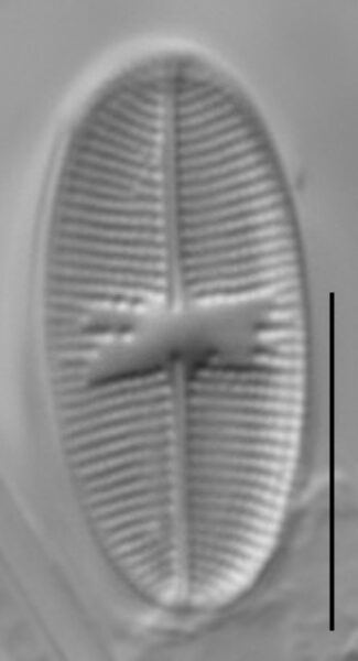 Psammothidium bioretii LM1