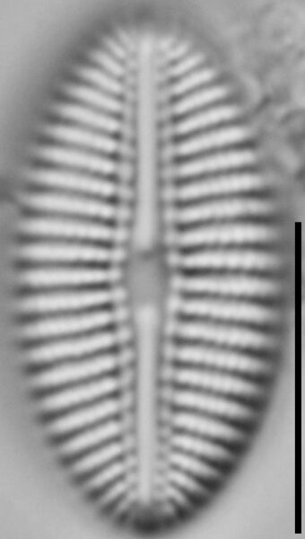 Diploneis calcicolafrequens LM5