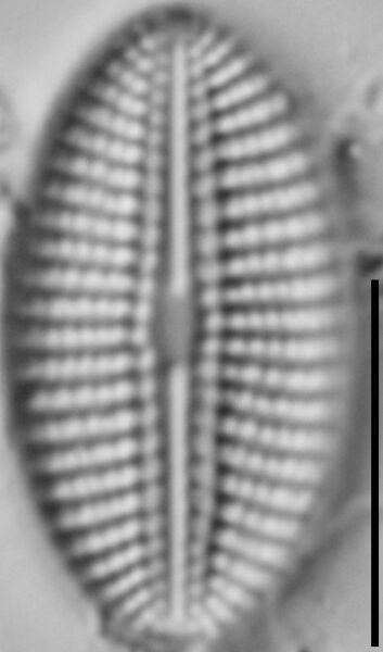 Diploneis calcicolafrequens LM4