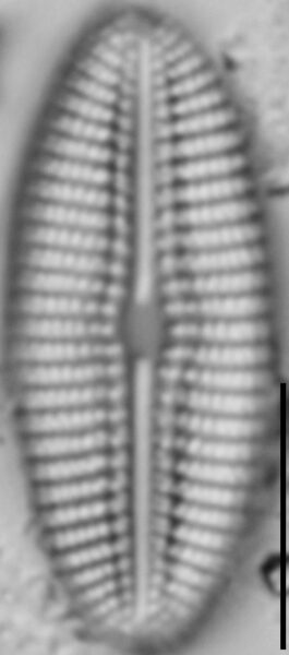 Diploneis calcicolafrequens LM3