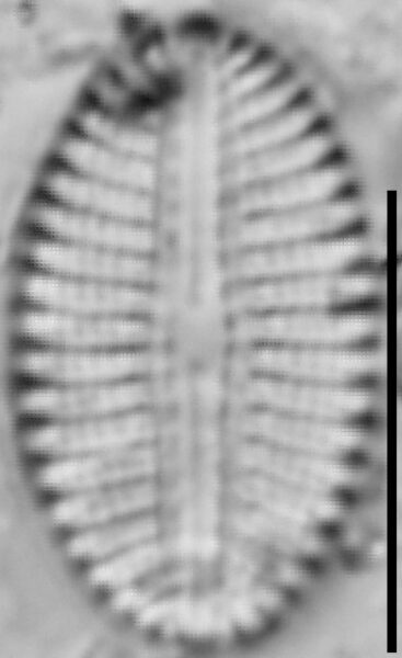 Diploneis calcicolafrequens LM8