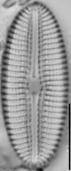 Diploneis calcicolafrequens LM2