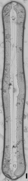 Pinnularia alabamae LM5