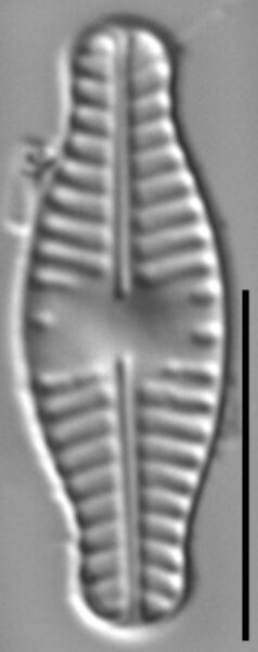 Planothidium haynaldii LM3