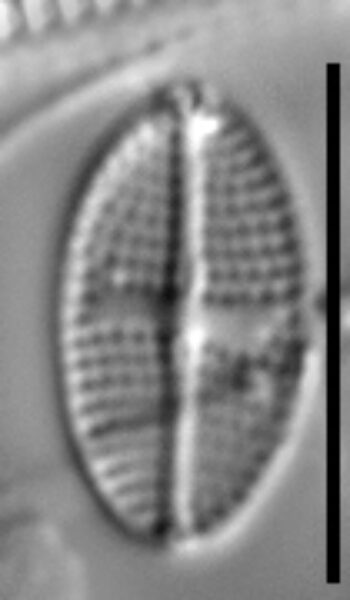 Psammothidium semiapertum LM6