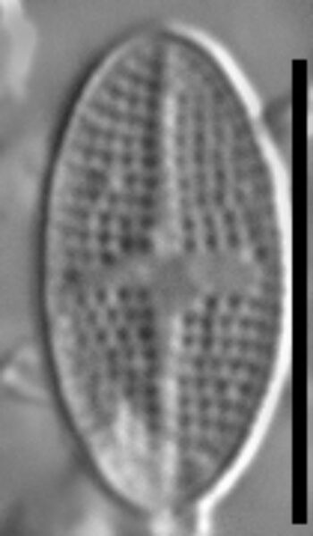 Psammothidium semiapertum LM4