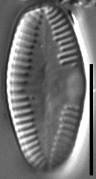 Platessa strelnikovae LM5