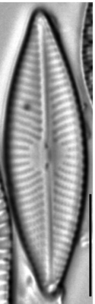 Navicula trivialis LM1