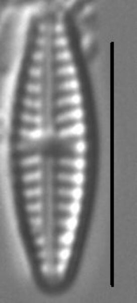 Navicula goersii LM4