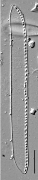 Nitzschia kurzeana LM4