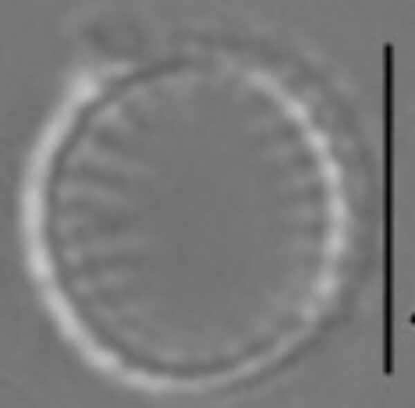 Nanofrustulum cataractarum LM3