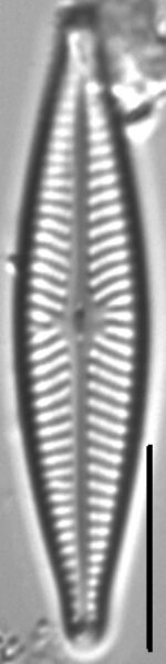 Navicula cryptofallax LM5