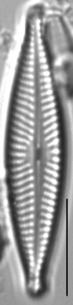 Navicula cryptofallax LM4