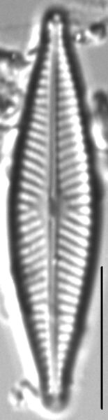 Navicula cryptofallax LM3