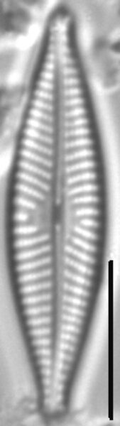 Navicula cryptofallax LM2