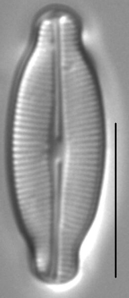 Navicula detenta LM6