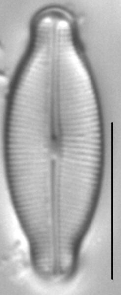 Navicula detenta LM5