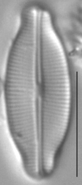 Navicula detenta LM3