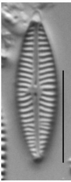 Navicula antonii LM5