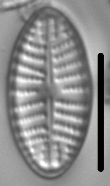 Navicula cascadensis LM4