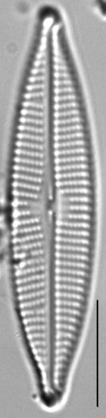 Navicula cryptocephaloides LM5