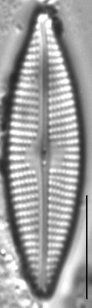 Navicula cryptocephaloides LM2