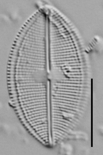 Neidium densestriatum LM5