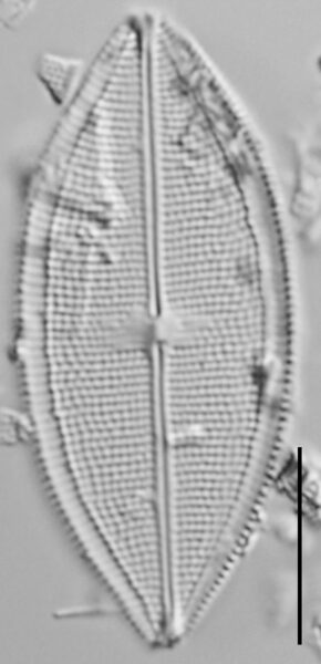 Neidium densestriatum LM4