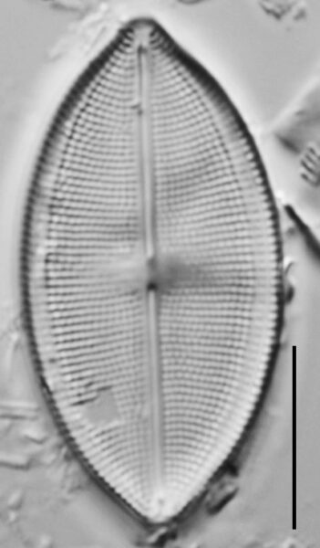 Neidium densestriatum LM3