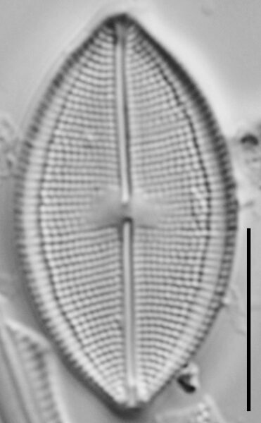 Neidium densestriatum LM2