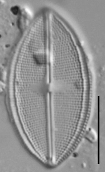 Neidium densestriatum LM1