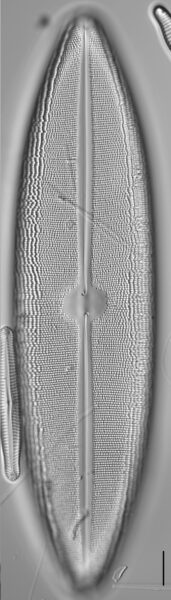 Neidium dilatatum 6 L1430