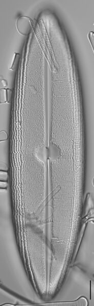 Neidium dilatatum 7 L1430