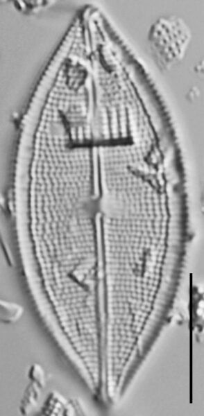 Neidium pseudodensestriatum LM5