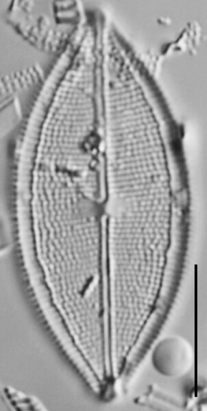 Neidium pseudodensestriatum LM4